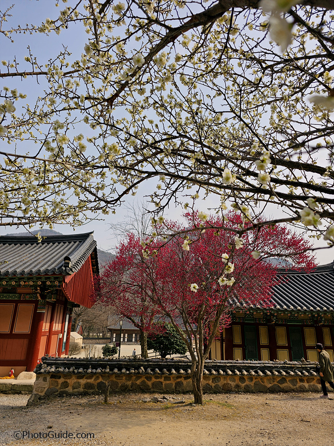 선운사 홍매화