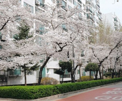 서초 벚꽃