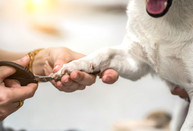 개 발톱에서 피가 나고있다