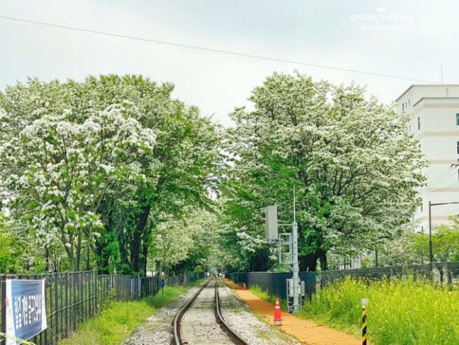 전주 이팝나무 철길만 맛집 주차 일정 개방기간 야간 만개