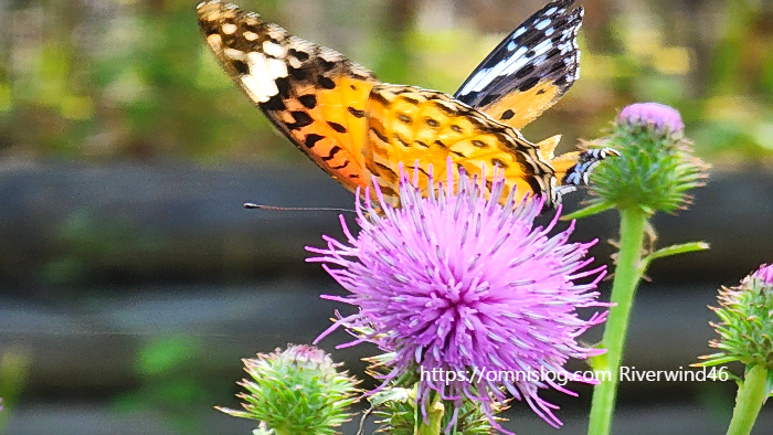개엉겅퀴, 대계(大薊), Cirsium japonicum, Japanese thistle