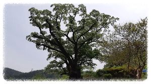 김해천곡리 이팝나무