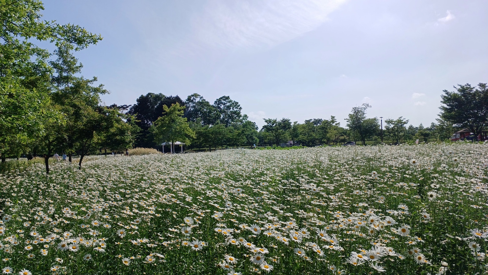함안 악양생태공원 샤스타데이지14