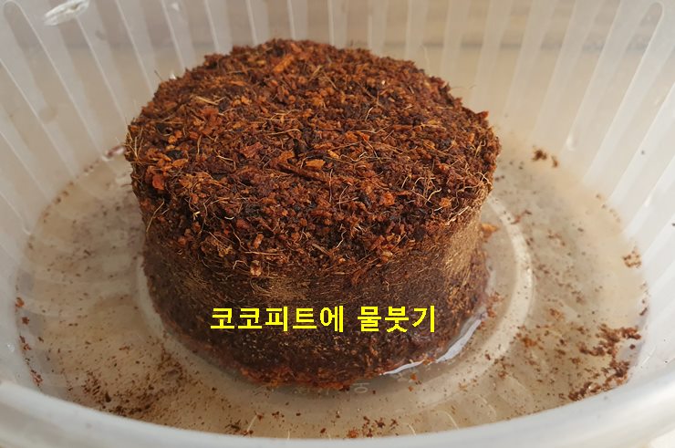 코코피트에 물붓기