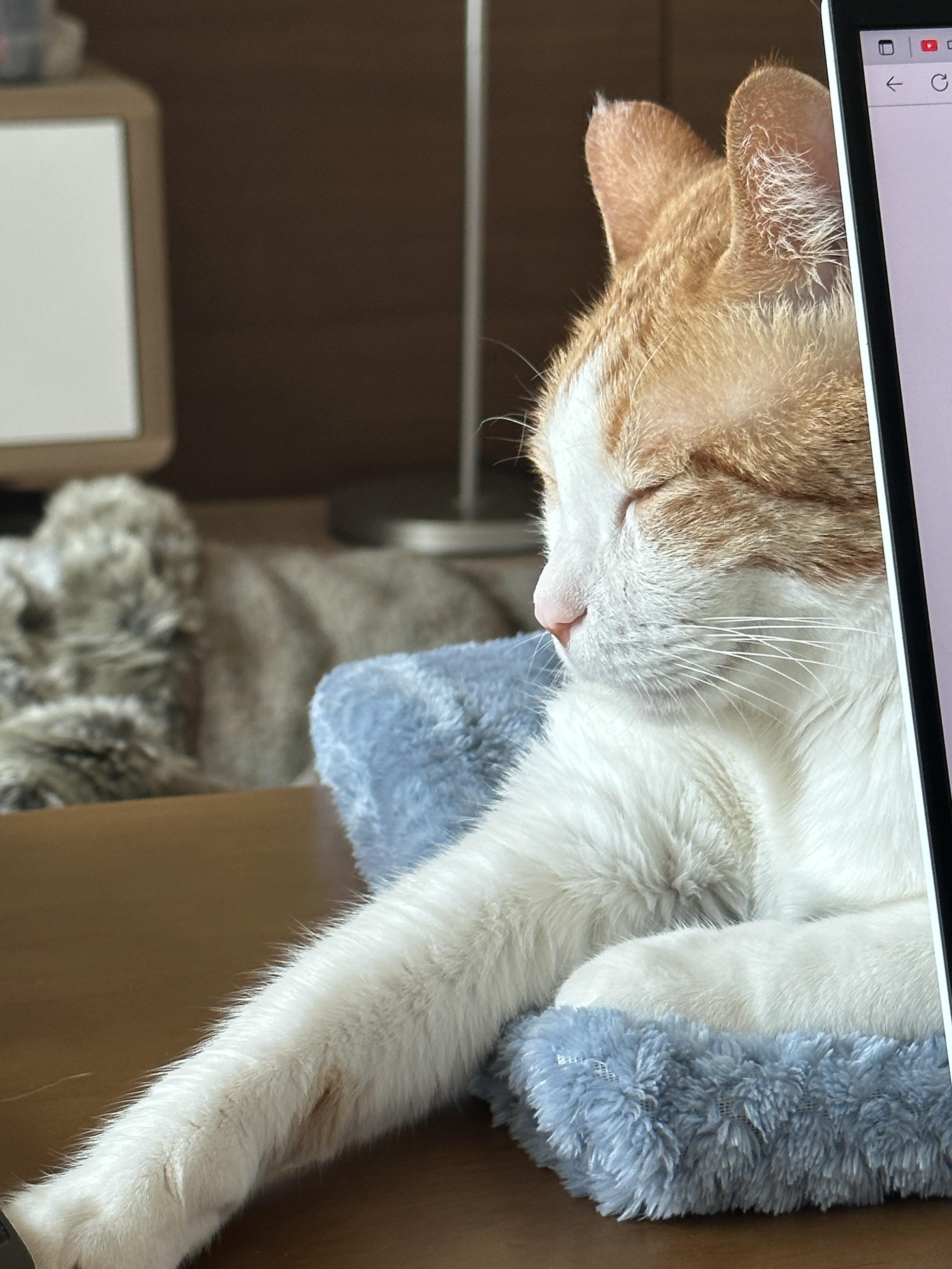 결국 막둥이 지정석을 만들어줬다 (feat. 냥냥이들 행동교정시 포인트는 평온한마음)