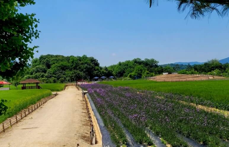 양주시 나리공원 꽃축제
