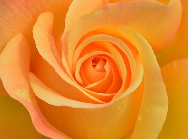 2025년 고양국제꽃박람회 일정 + 입장권 사전예매 방법 총정리