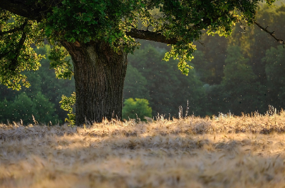 서울 속 숨겨진 &lsquo;작은 숲&rsquo; 5곳 탐방기