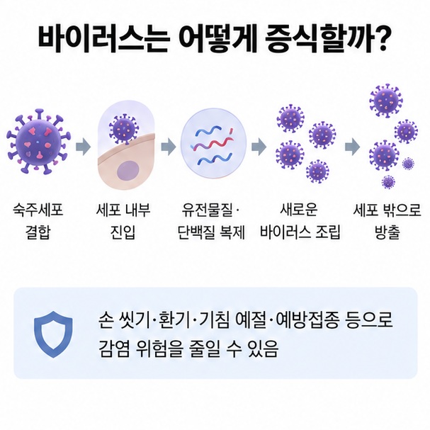 바이러스가 숙주세포에 결합 침투 복제 조립 방출되는 감염 과정을 순서대로 설명한 인포그래픽
