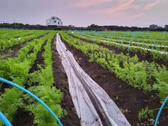 당근 재배 씨 뿌리기 토심 확보 잡초 관리_12