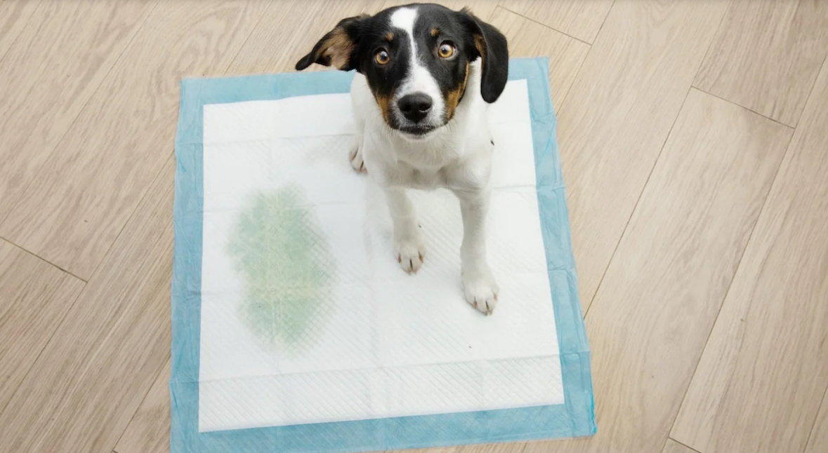 강아지 배변훈련