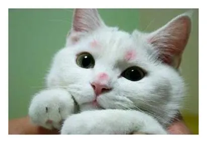 고양이 죽는 꿈