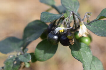 까마중 효능과 부작용&amp;#44; 안토시아닌이 풍부합니다. 그래서 효능이 매우 다양한데요. 까마중을 모르는 사람들도 많이 있습니다. 포도알처럼 생겼지만 까마중은 혈관부터 피부까지 효능이 매우 다양합니다. 블루베리보다 항산화 효능이 높은 까마중은 무엇일까요?