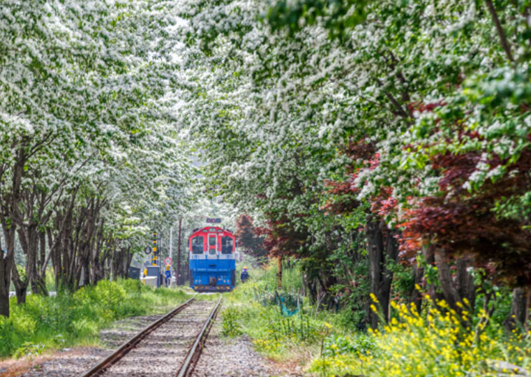 전주 이팝나무 철길