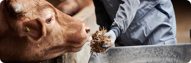 소(牛)맥 프리미엄 페스티벌