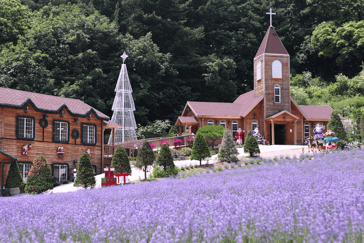 2023 포천 허브아일랜드 라벤더축제 입장료 주차 아이스크림 라떼