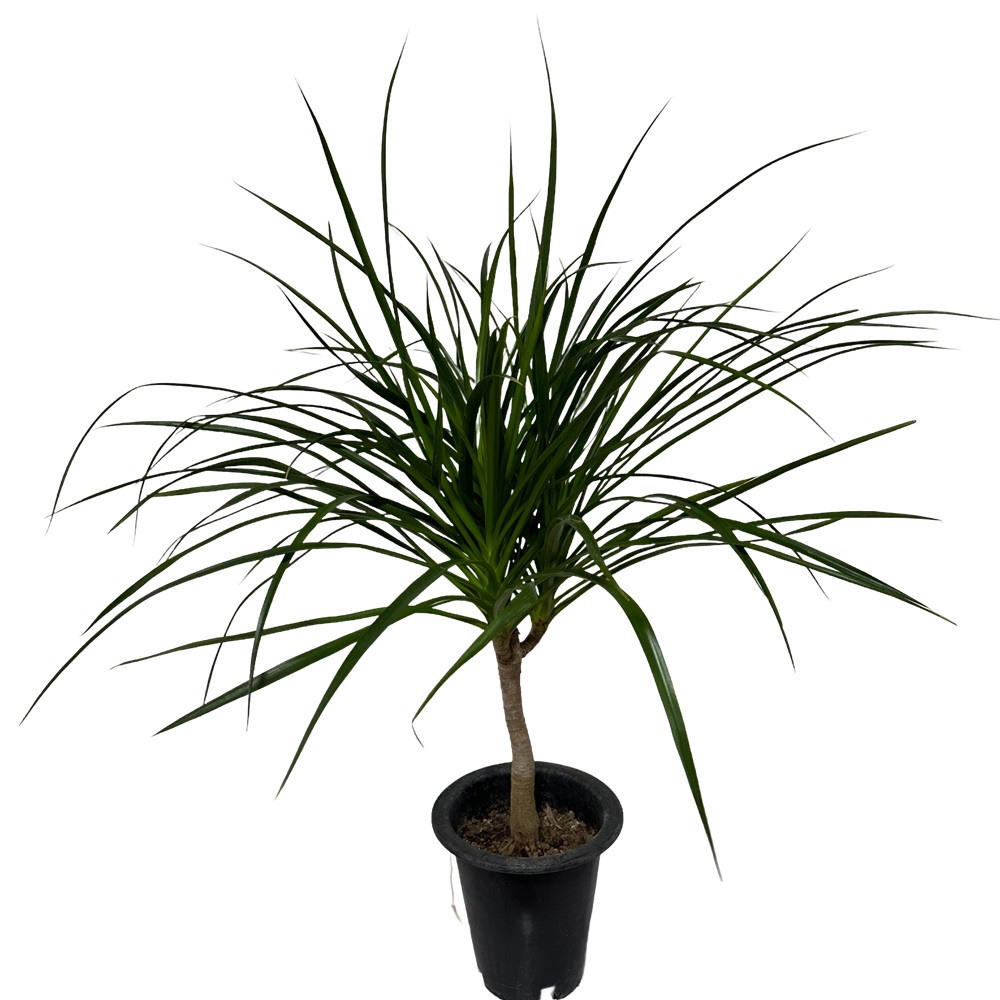 드라세나 드라코 키우기