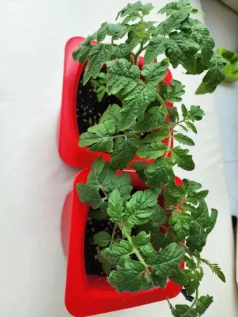 방울토마토 재배 화분 키우기 적심 유인 당도 관리_11