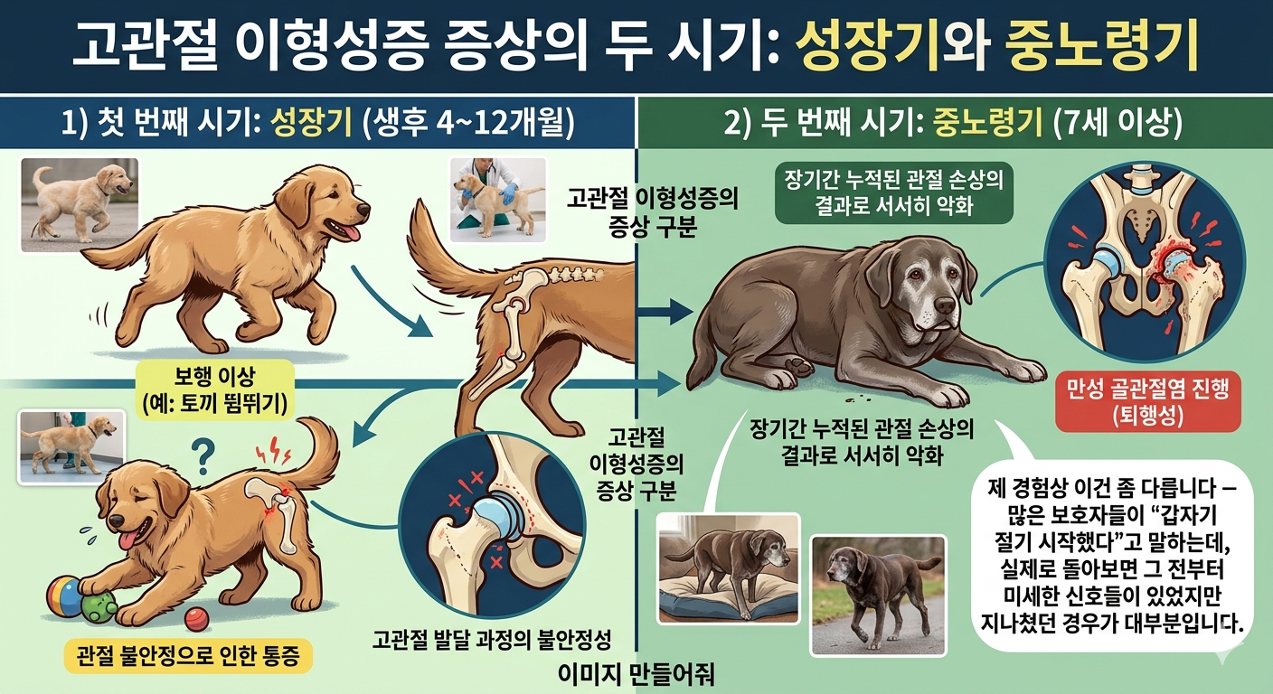 고관절 이형성증 증상의 두 시기 : 성장기와 중노령기
