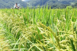 입추란 무엇인가