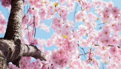 화담숲-예약-방법