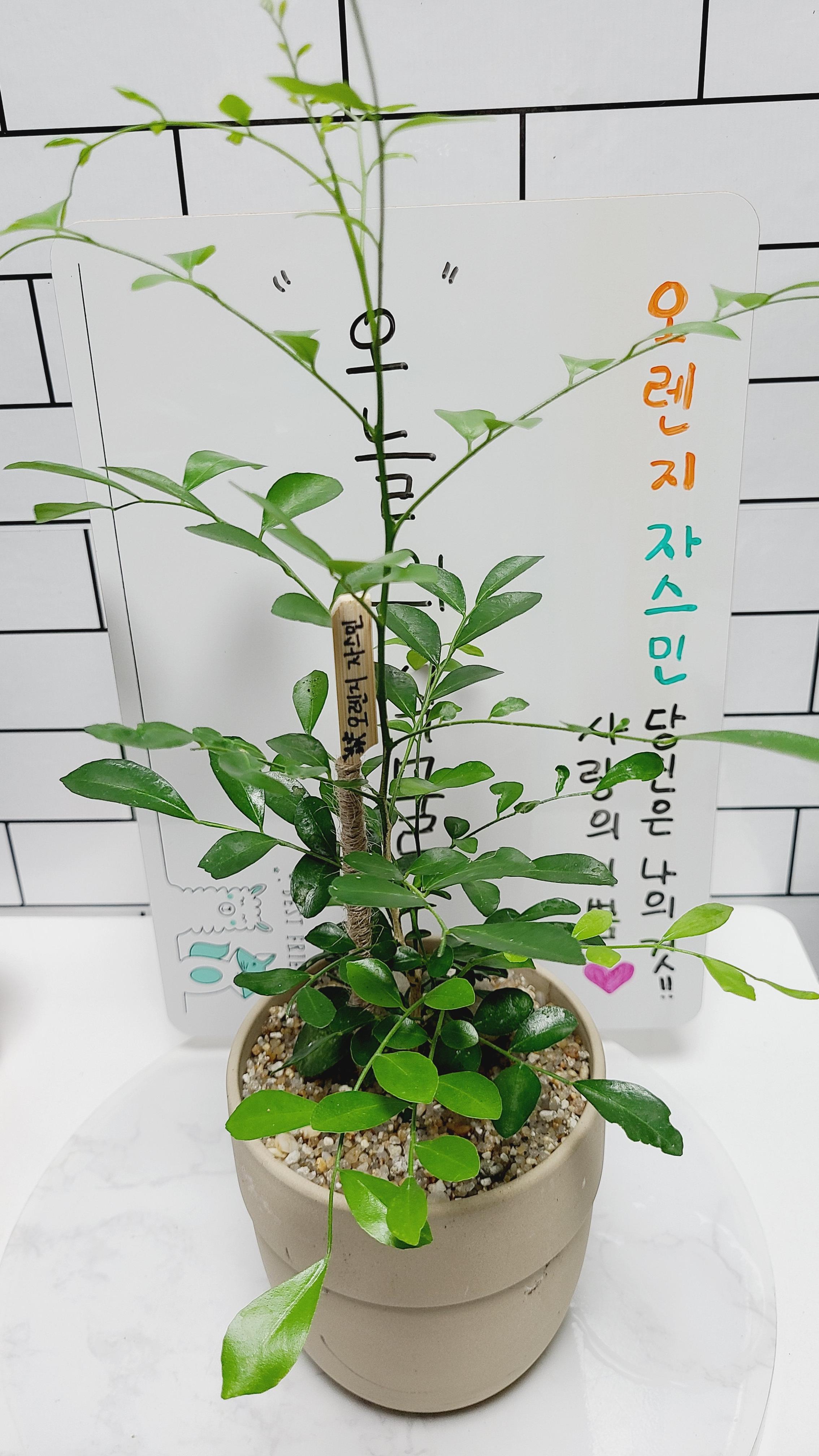 꽃에서 오렌지와 자스민향이 난다고 오렌지자스민이라고 이름 붙여졌다