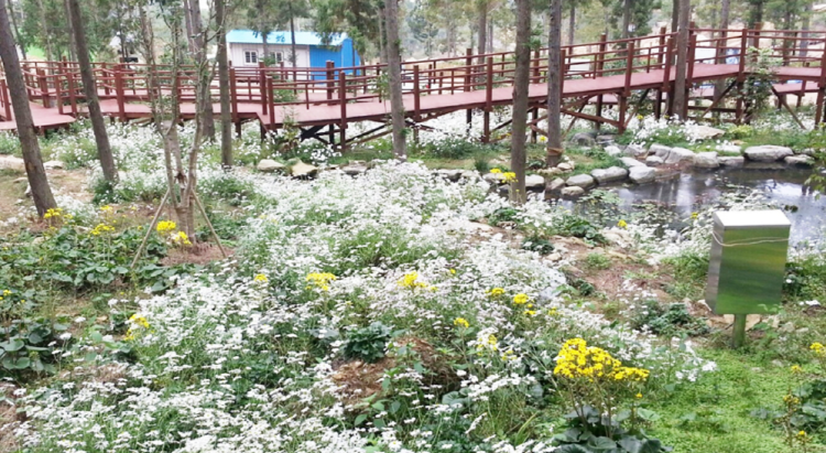 장흥 우드랜드 편백숲