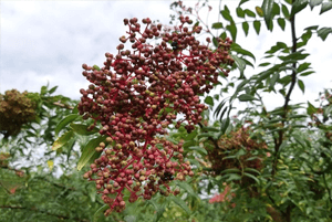 산초기름의 효능09