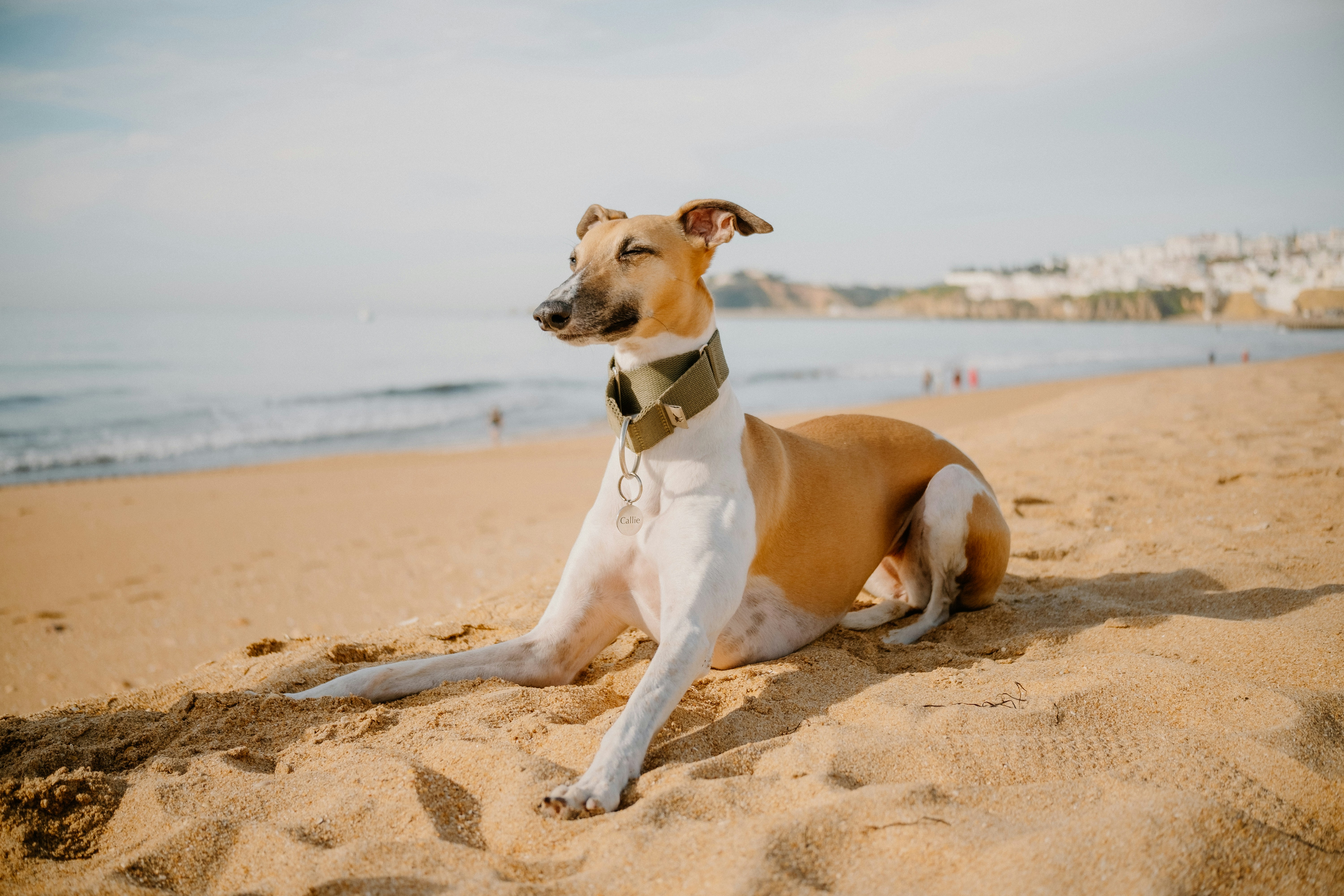 반려동물과 함께 하는 여행지 3곳 보러가기