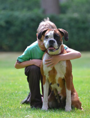 Boxer