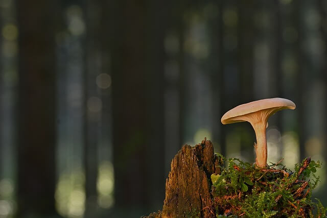 균근균과 식물의 공생관계: 생태계의 보이지 않는 협력자