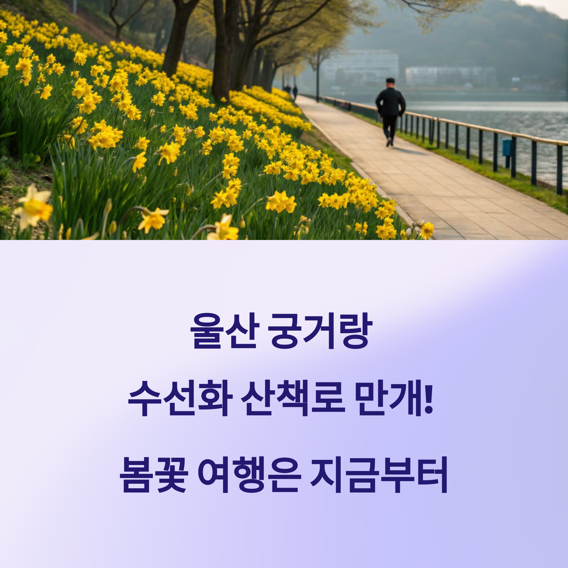 울산 궁거랑 수선화 산책로 만개!