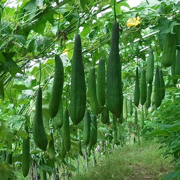 수세미박 효능 및 부작용