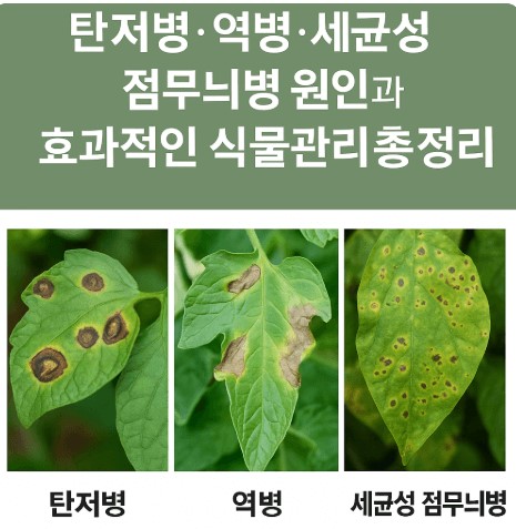 탄저병·역병·세균성 점무늬병 원인과 효과적인 식물관리 사진