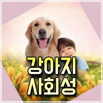 강아지가 다른 강아지 싫어하는 원인과 해결법_3