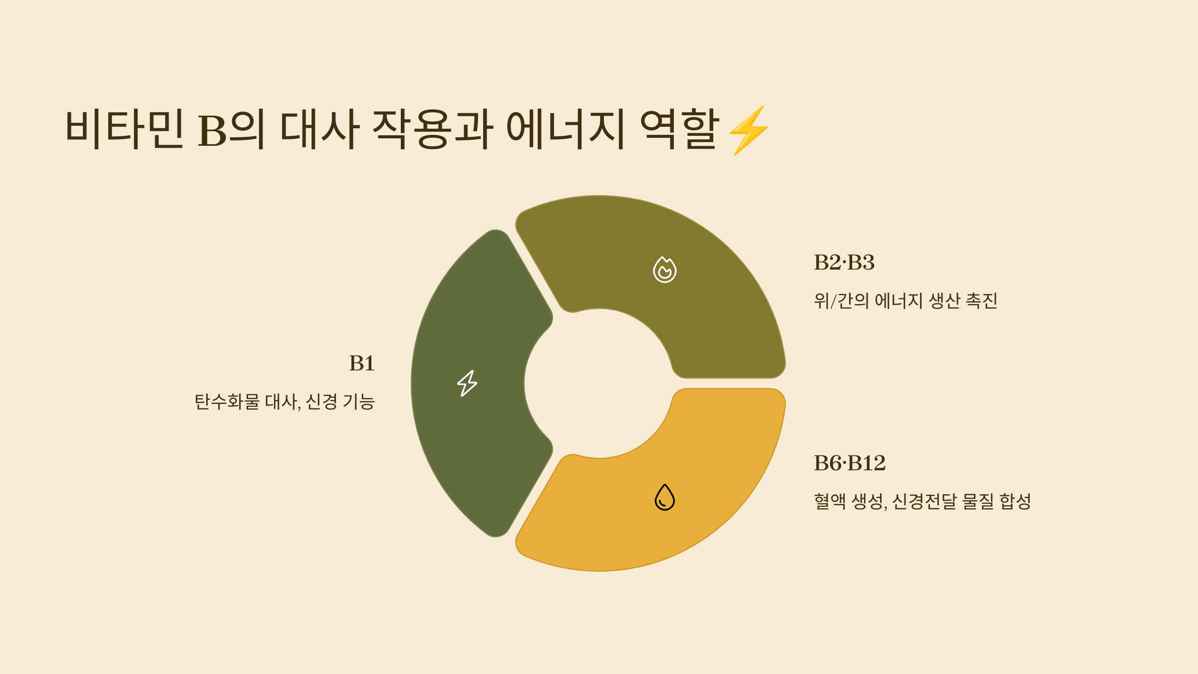 비타민 B의 대사 작용과 에너지 역할