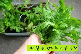 &amp;quot;쑥갓