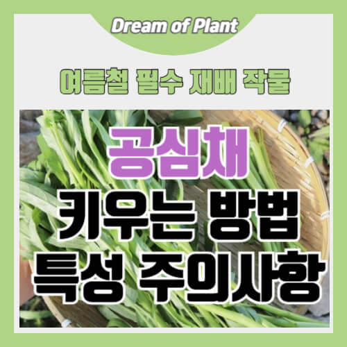 공심채 키우는 방법 썸네일 이미지