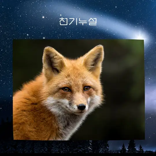 여우가 등장하는 꿈 해몽