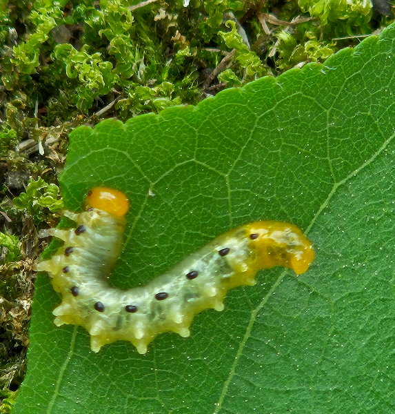 검정날개잎벌 유충2