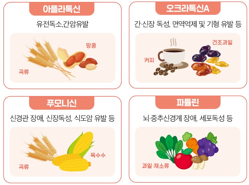 곰팡이 독소 별 주의 식품