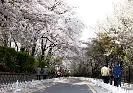 봄 나들이 벚꽃