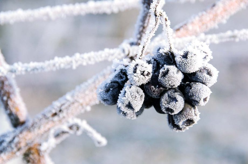 The grapes were not able to freeze in Germany in 2019