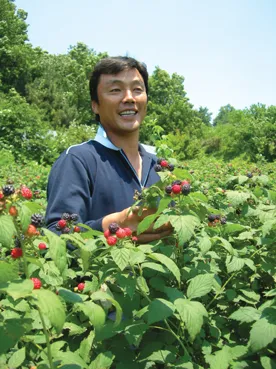 복분자 재배 지주 세우기 가지치기 병해 예방_6