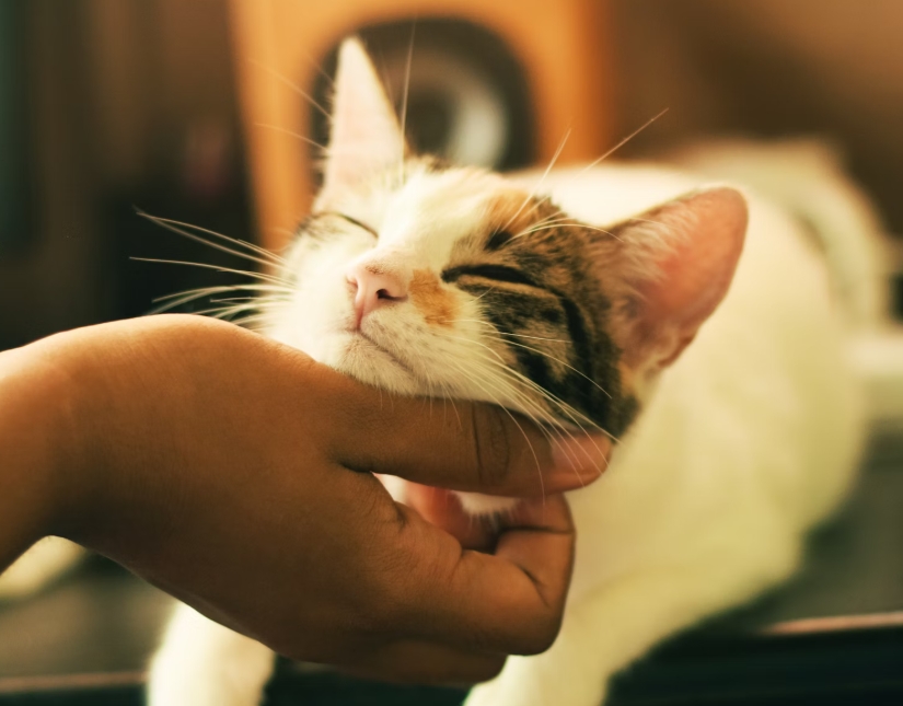 강아지와 고양이 적정 체중 관리법과 건강 유지 방법