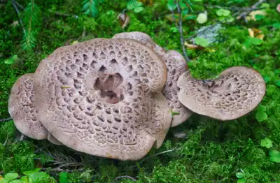 국산 능이버섯 가격 및 효능&amp;#44;채취시기