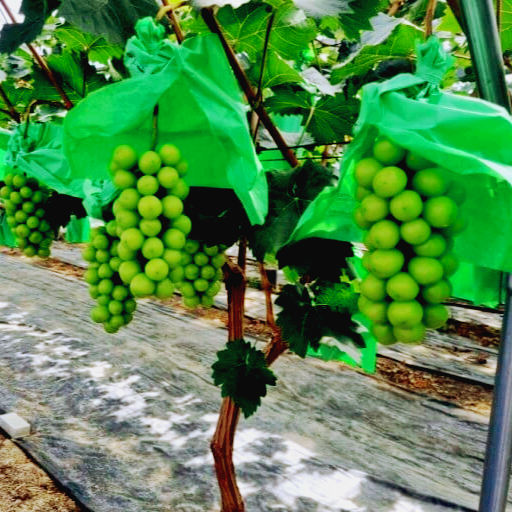 샤인머스켓 효능 과 부작용