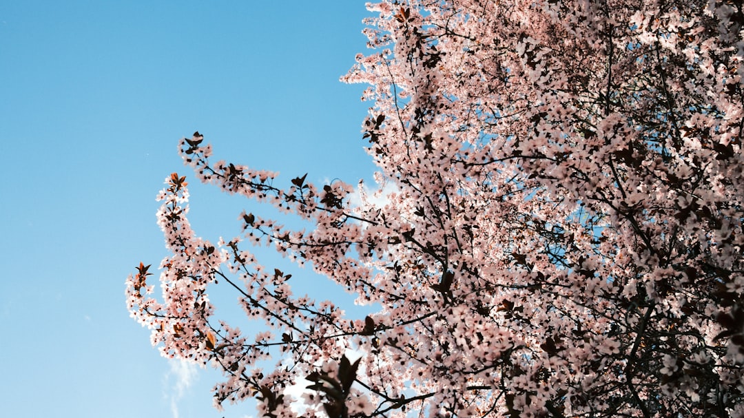 Cherry blossom.