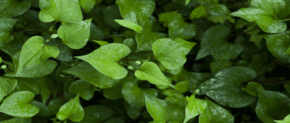 삼백초 효능 부작용
