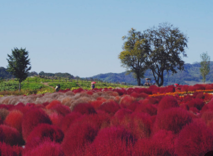 경기도 가을꽃 추천여행지 BEST 4